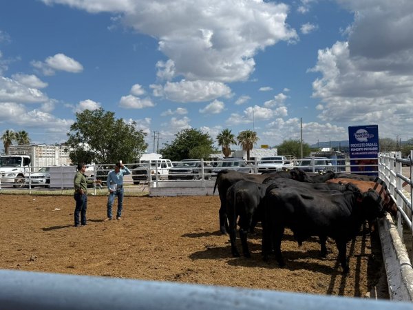 Abre convocatoria para apoyo en la adquisición de sementales bovinos de rodeo