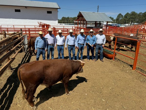 Apoya SDR mejoramiento genético con la adquisición de bovino de registro