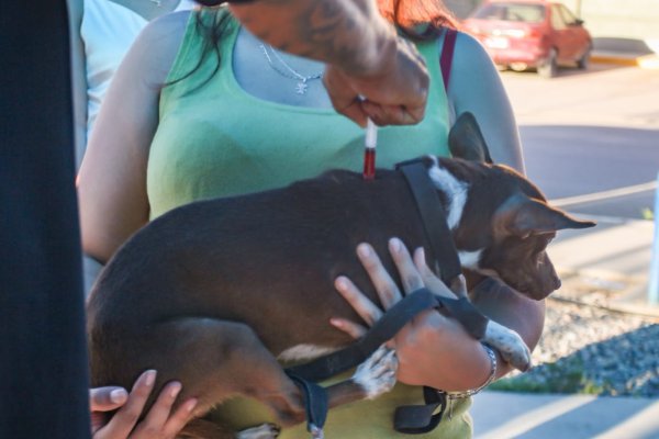 Reúne campaña antirrábica a más de 220 perros y gatos en la colonia Revolución
