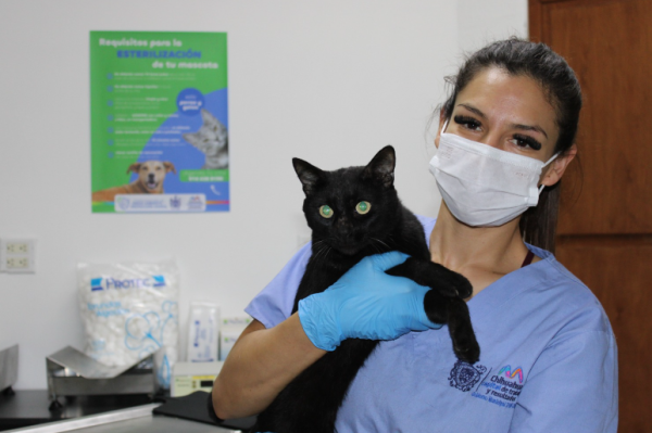 Mantiene Municipio el servicio de esterilización permanente en la Coordinación de Medio Ambiente y Protección Animal