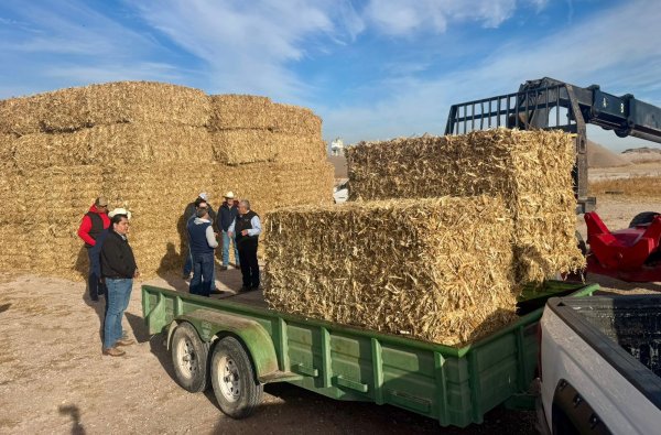 Inician en Delicias entrega de pacas de rastrojo como apoyo a productores ante la sequía