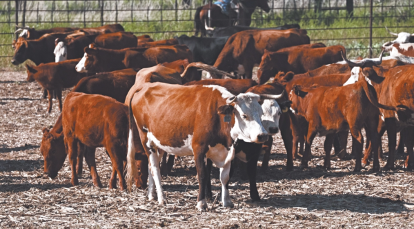 Tyson Foods no tiene fecha para reabrir exportaciones de carne de res a México por gusano barrenador