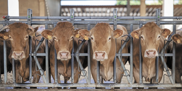 Trump firmó una proclamación para aumentar importaciones de carne vacuna de Argentina