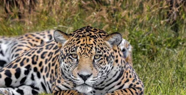 Salvar al jaguar: México activa estrategias para proteger al felino en peligro de extinción