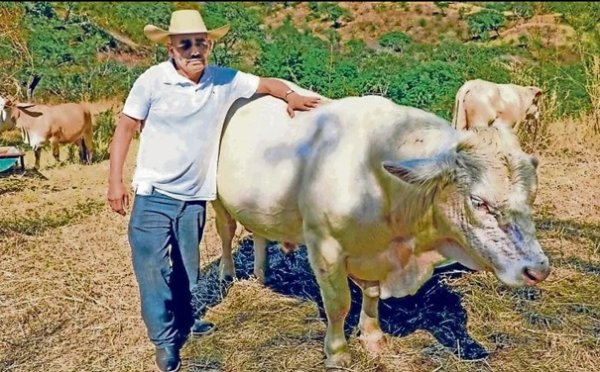 México importará 110 millones de moscas contra el gusano barrenador