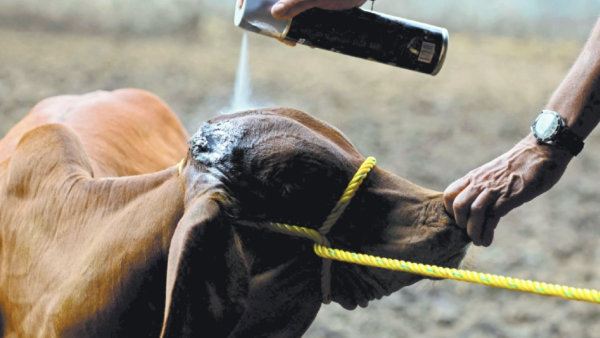 Detectan segundo caso de Gusano Barrenador del Ganado en Jalisco