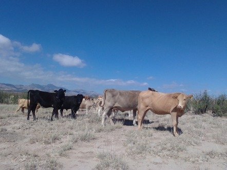 Fortalece UACH la gestión sustentable de pastizales en Chihuahua