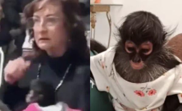 Escándalo en Ocotlán: Denuncian a regidora de MC por agredir a mono araña