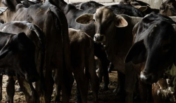 Investigan en Tabasco posible ingreso ilegal de ganado centroamericano; aseguran 336 semovientes