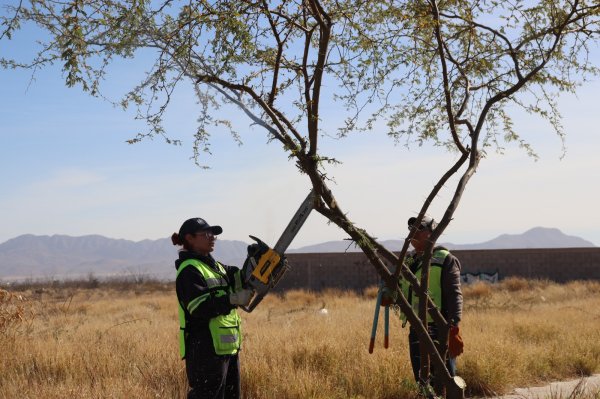 Continúa Municipio con poda de árboles en vialidades de Chihuahua