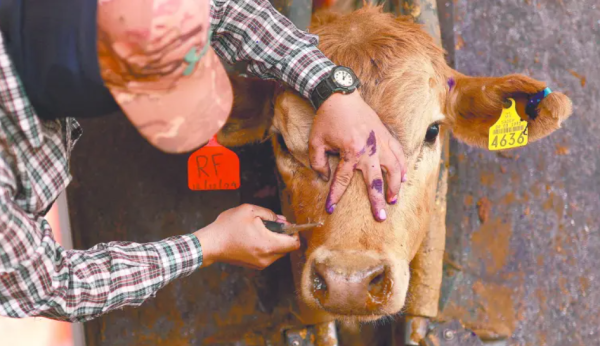 Estados Unidos y México lanzan campaña educativa para la prevención y detección del gusano barrenador