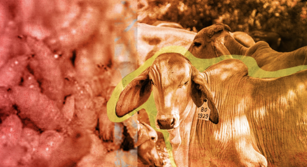 México y Estados Unidos inician campaña educativa para frenar presencia del gusano barrenador