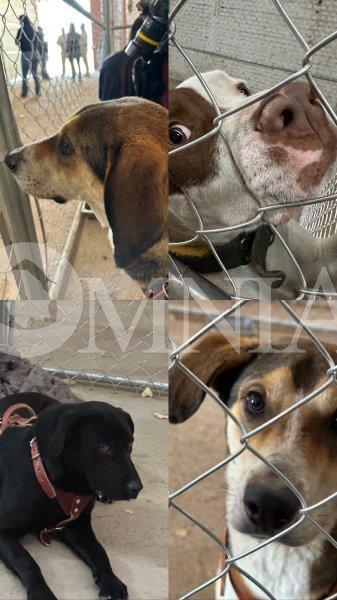 Preya, Pinto, Berlín y muchos más buscan un hogar lleno de amor: Reza