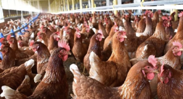 Uruguay declara emergencia sanitaria nacional por brote de gripe aviar de alta patogenicidad