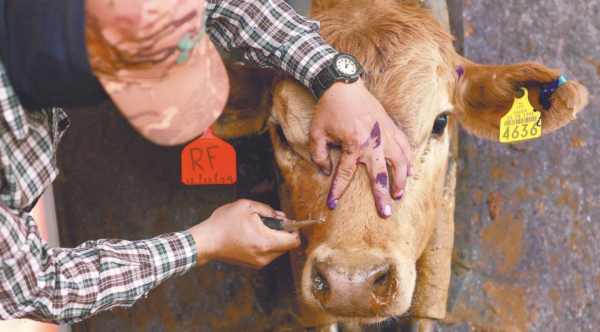 Gusano barrenador preocupa a ganaderos de Querétaro; trabajan en estrategia de aretado