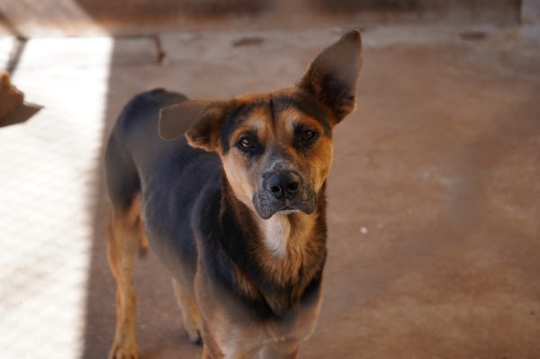 Refuerza Salud vigilancia epidemiológica contra la rickettsiosis