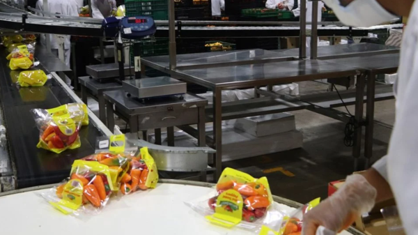 Producción en 2025: México certificó más de 2 mil alimentos orgánicos