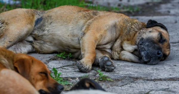 Muere perro en San Miguel de Allende luego de que niños le colocaran pirotecnia en su hocico; autoridades presentarán denuncia