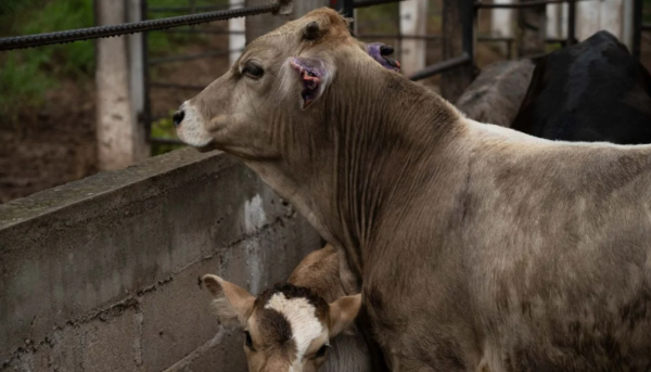 UGRSEM confirma siete casos positivos de gusano barrenador en sur mexiquense