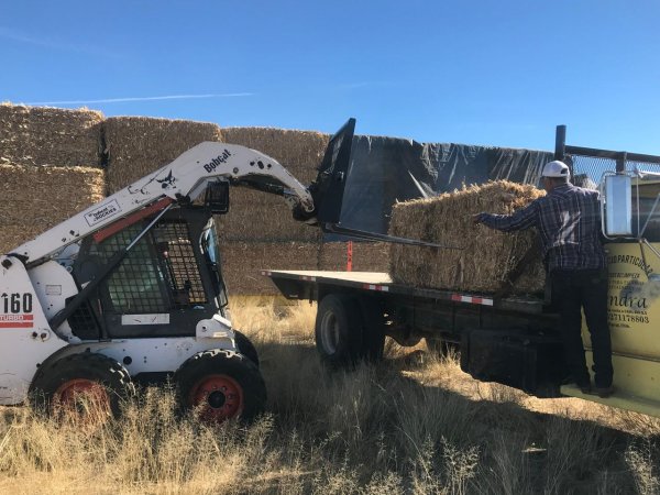 Arranca SDR entrega de pacas de esquilmos a productores del estado