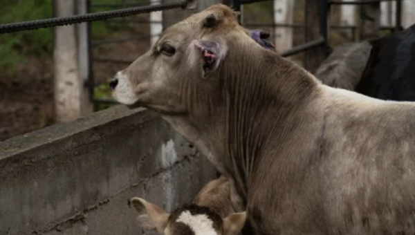 Suman tres casos de gusano barrenador en ganado en Tamaulipas; el más reciente, en González