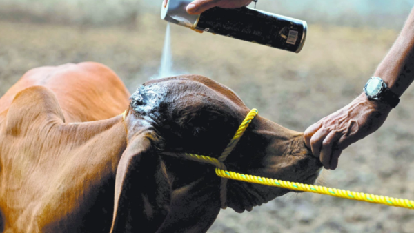 Gusano barrenador mantiene presión económica sobre la ganadería pese a reducción de casos