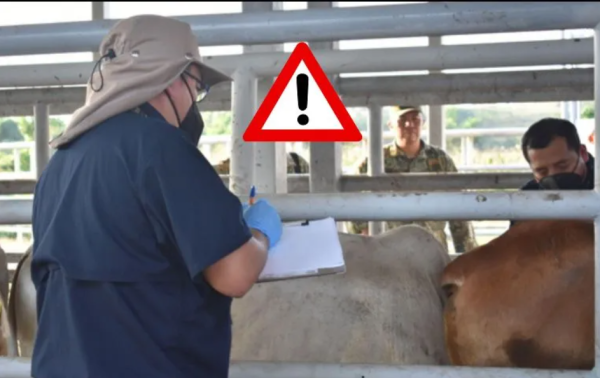 Sader acuerda plan urgente contra el gusano barrenador