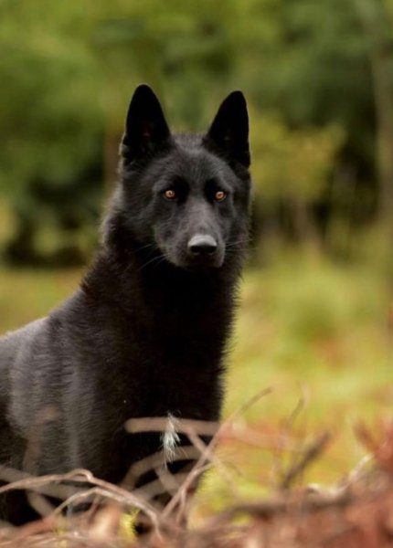 Calupoh, el perro lobo mexicano