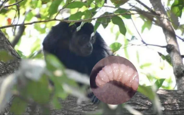 Gusano barrenador alcanza también a animales silvestres en México