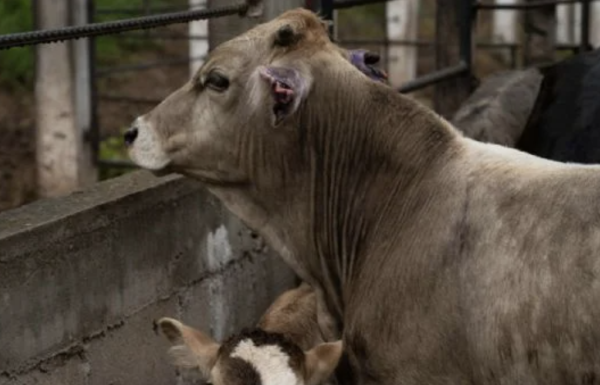 Aumentan casos de gusano barrenador en Tamaulipas; suman 12 contagios en ganado