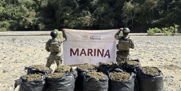 Marina asegura dos plantíos con más de 25 toneladas de marihuana en Michoacán