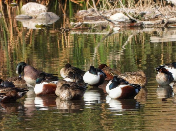 Visualizan más de 120 especies en Meoqui en 6to conteo Latinoamericano de Aves Urbanas
