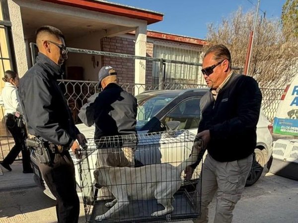 Asegura Policía Municipal a siete caninos por presunta omisión de cuidados en Las Granjas