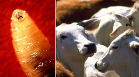 Nuevo León ha tenido intenciones de pasar ganado por Chihuahua pero no dejaremos entrar a estados con casos positivos de gusano barrenador: UGRCh