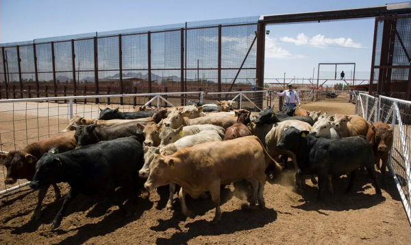 Preocupaciones por el gusano barrenador generan debate en el continente americano
