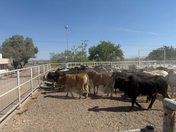 Refuerza Chihuahua barridos sanitarios en la Sierra Tarahumara contra la tuberculosis bovina