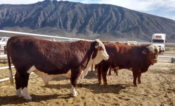 Suman más de 14 mil casos de gusano barrenador en México; aceleran esfuerzos ante bloqueo de EU