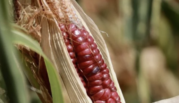 Economía debe responder por qué no ha contrademandado a EU en tema de maíces genéticamente modificados