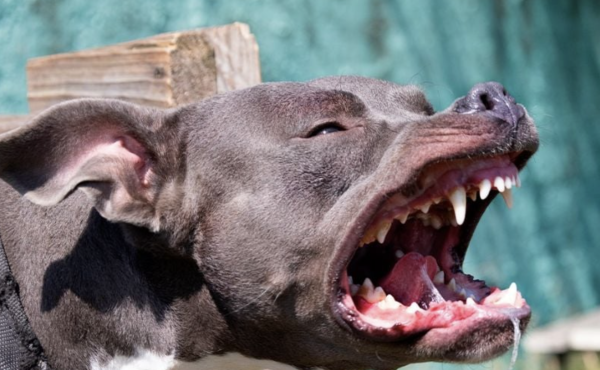 Al menos siete estudiantes resultan heridos por ataque de perros pitbull en secundaria de Veracruz
