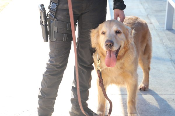 Llegará nuevo elemento K-9 especializado en fentanilo y un compañero para 