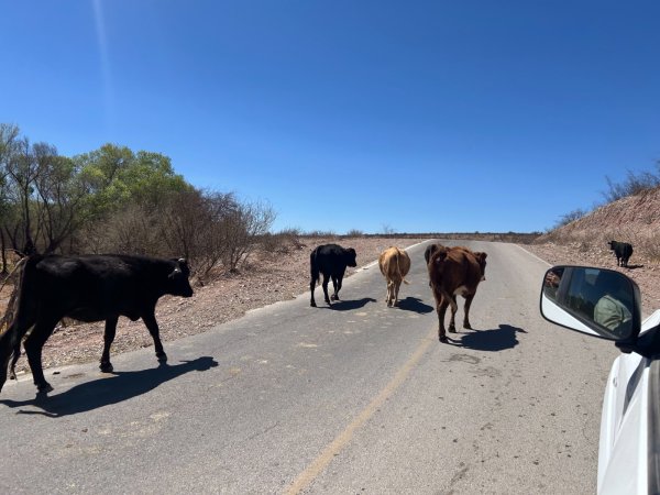Invita Gobierno Municipal a evitar multas por ganado suelto en la vía pública