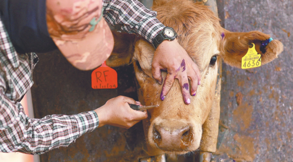 Texas declara estado de desastre ante avance del gusano barrenador en México