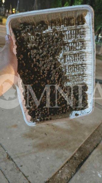 Denuncian envenenamiento de al menos 50 gatos en la zona de la Deportiva