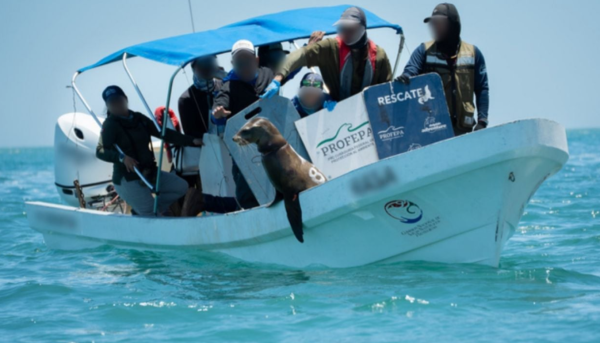 Liberan a 19 lobos marinos de BC de redes de pesca que les apretaban el cuello