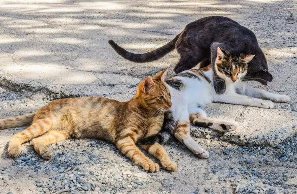 Atenderá Fiscalía caso de envenenamiento de 50 gatos en la zona de la Deportiva