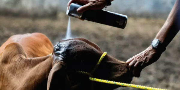 Reforzarán medidas sanitarias tras detección de gusano barrenador en Texas: SDR