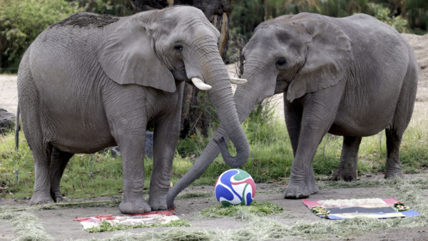 Mundial 2026: Animales de Guadalajara lanzan sus predicciones para el México vs. Sudáfrica