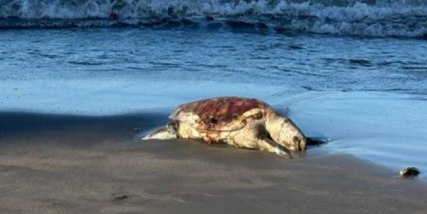 Alertan riesgos para especies en peligro de extinción por perforación petrolera en Golfo de México