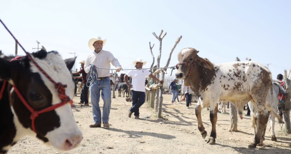 Confirman segundo caso de gusano barrenador en EU: México supera los 2 mil casos activos