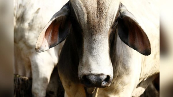 Suman cinco casos de gusano barrenador en Estados Unidos tras la detección de uno nuevo fuera de Texas